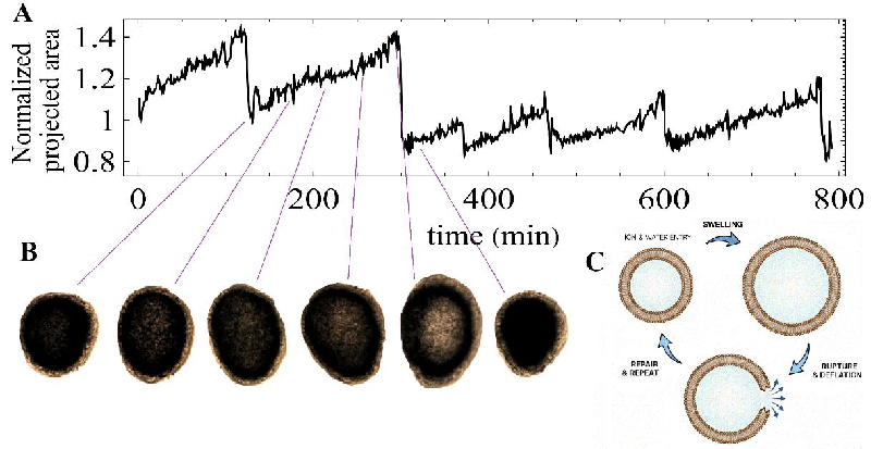 Breaking Through: How Hydra Tissues Manage Repeated Ruptures and Repairs