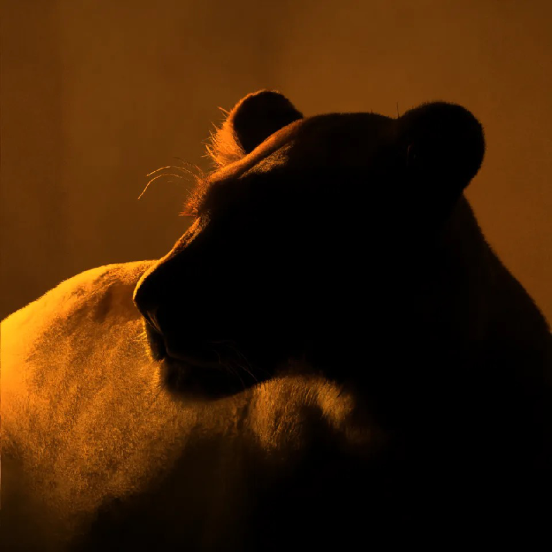 Mastering the Art of Illumination: Unlocking Next-Level Image Lighting with TokenLight