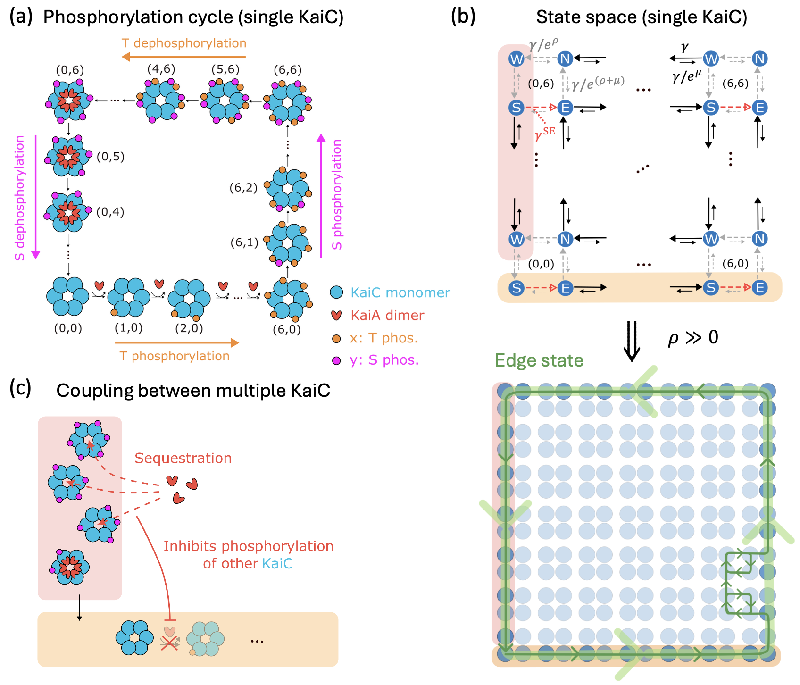 From Chaos to Harmony: How Topological Oscillators Bridge Stochasticity to Synchronization in Circadian Rhythms