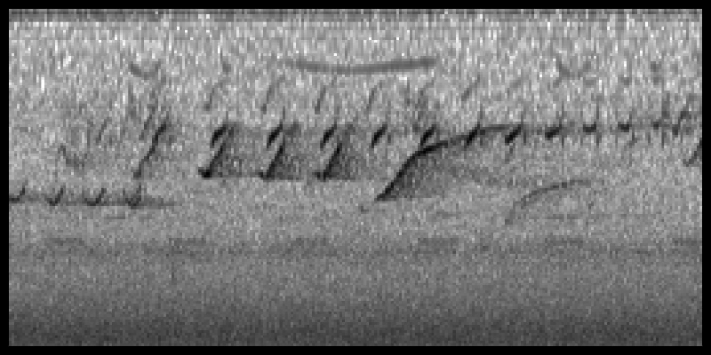 Unlocking the Secrets of Bioacoustics: How Metadata Boosts Species Identification
