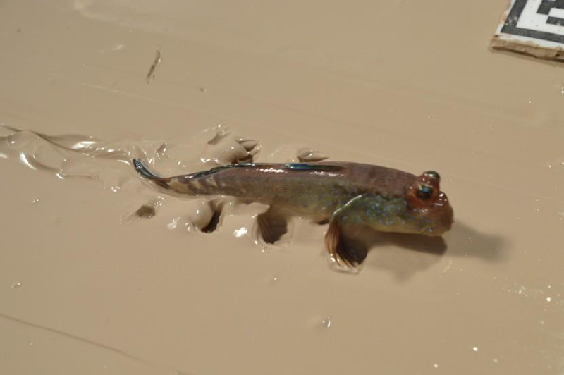 How Mudskippers Master Mud: Tail-Thrusting Techniques for Traversing Sticky Terrain