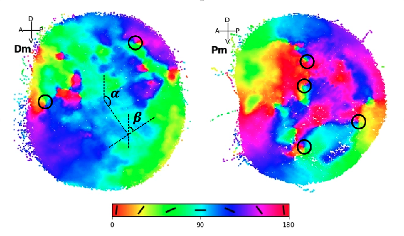 Decoding Drosophila Vision: How Orientation Maps Emerge in the Absence of a Cortex
