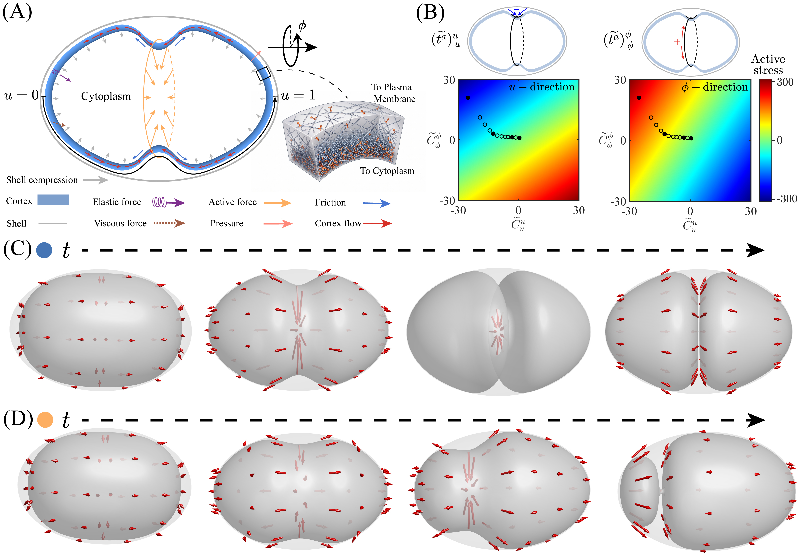 Unveiling the Mechanics: How Cell Size and Confinement Ignite Asymmetric Division in Embryogenesis