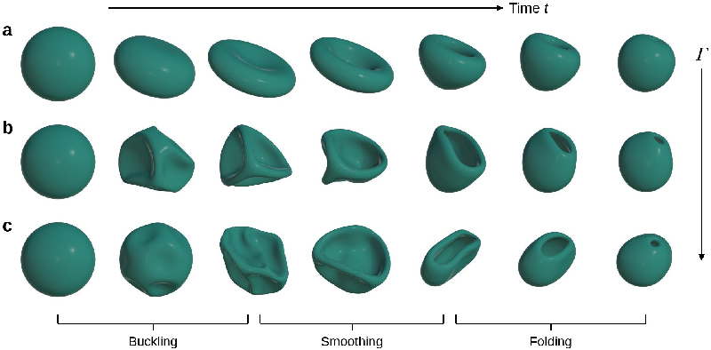 Unveiling the Dynamics of Lipid Vesicles: How Osmotic Shocks Drive Dramatic Shape Transformations!