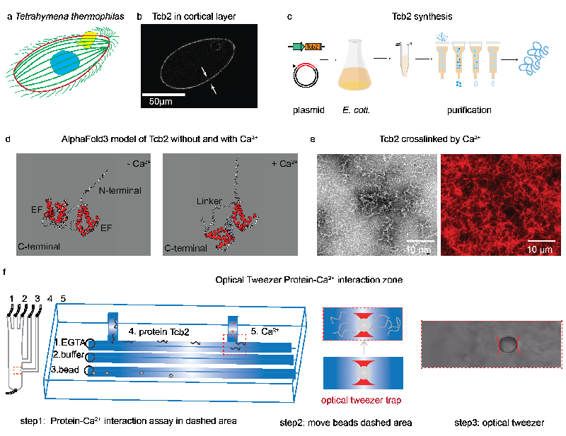 Crafting the Future of Soft Robotics: How Calcium-Controlled Tcb2 Networks Offer New Insights!