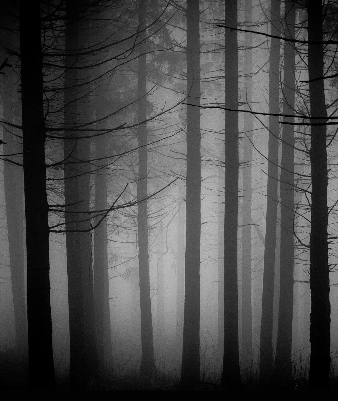 The Foggy Forest